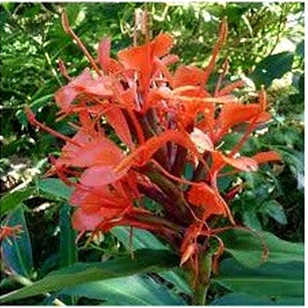 Red Ginger Lily Seeds (Hedychium rubrum) [neera-v5-53ef1a0e5c0d4b90fd6b]