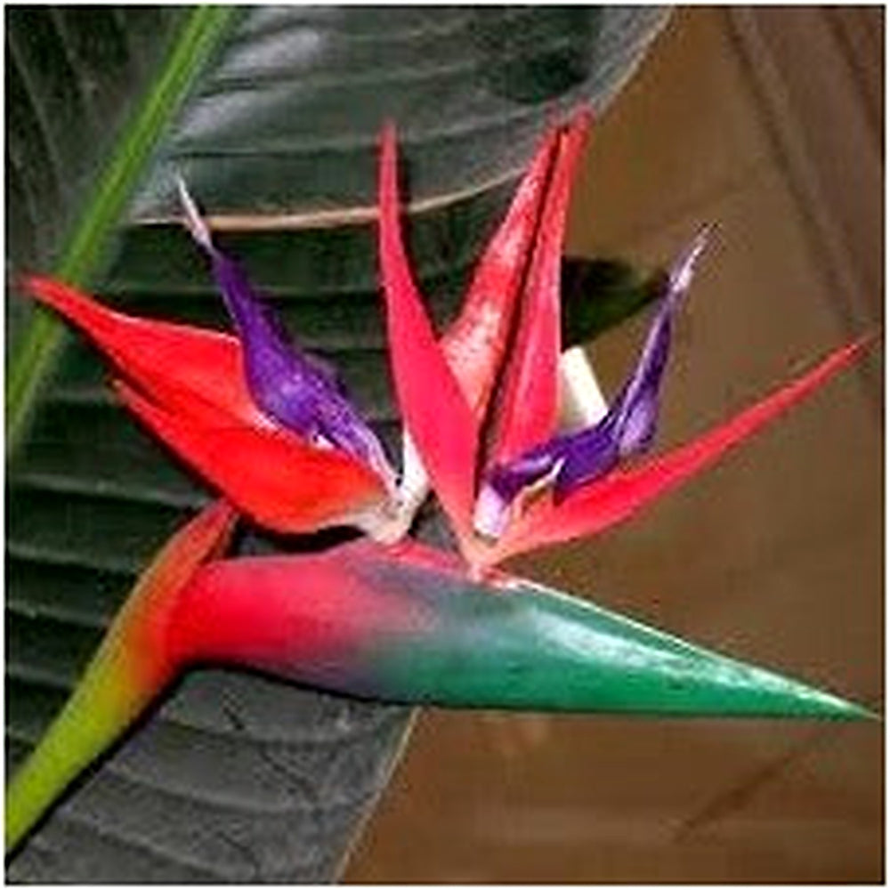 Heirloom Non-GMO Strelitzia Flower Seeds [neera-v5-53f589333a453fdd8b7d]