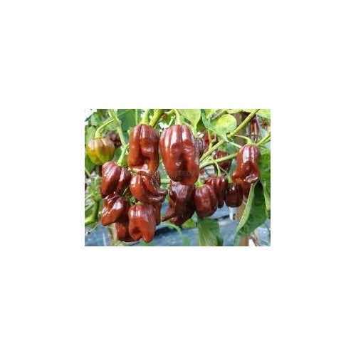 Heirloom Non-GMO Trinidad Hot Pepper Vegetable Seeds [neera-v5-5402d7bc1607a9c97d17]