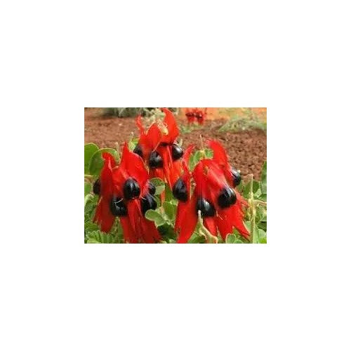 Sturts Desert Pea Plant For Planting Non Gmo Flower Seeds for Home Garden Planting, Vibrant Organic [neera-v5-54137ce2137fbae638b2]