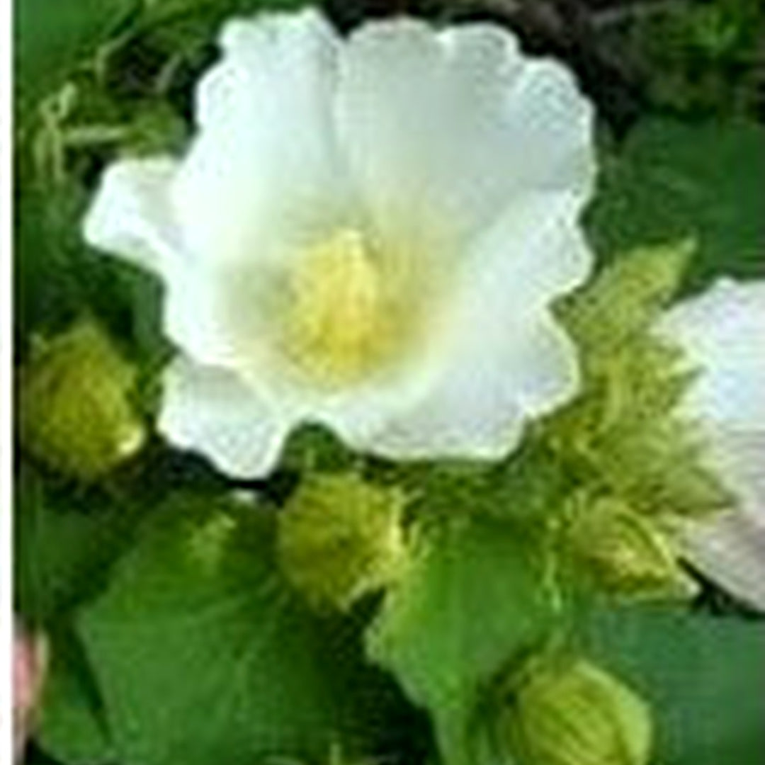 White Hibiscus Heirloom Non-GMO Seeds for Planting [neera-v5-54268578012d384a7c6a]