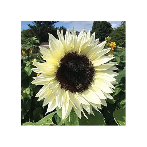 Cream Sunflower Seeds for Planting [neera-v5-545620fece0e99911056]
