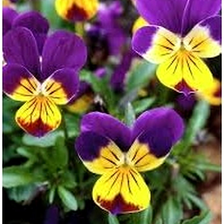 Johnny Jump Ups Flower Seeds for Planting [neera-v5-5457669528e41309696c]