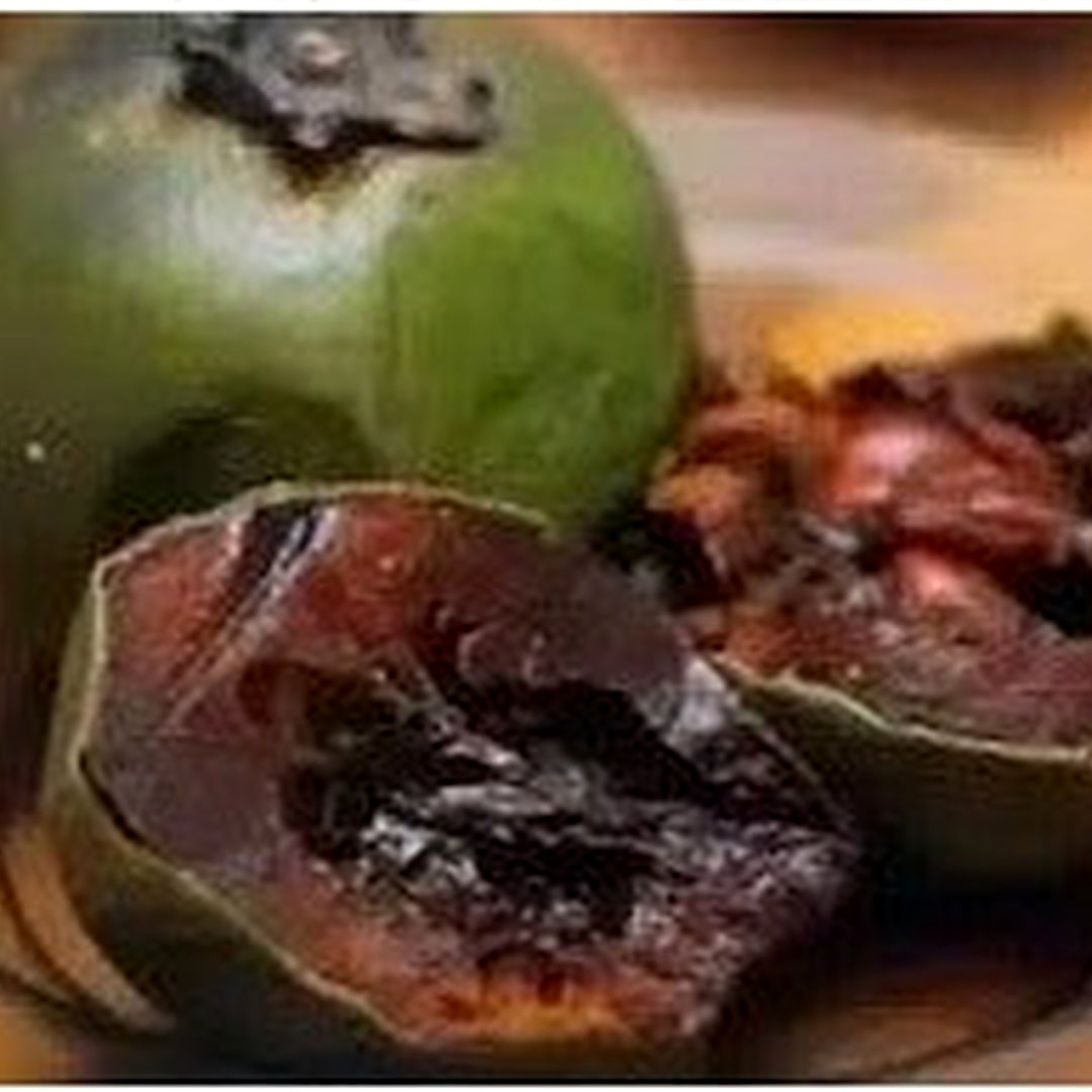 Diospyros Digyna Chocolate Pudding Fruit Seeds [neera-v5-5471268bb108c34c2d0c]