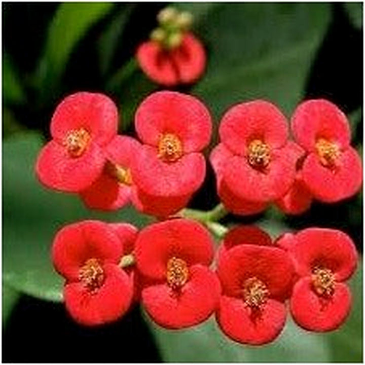 Heirloom Red Euphorbia Milii Flower Seeds for Planting [neera-v5-54772c8a404a24082c28]