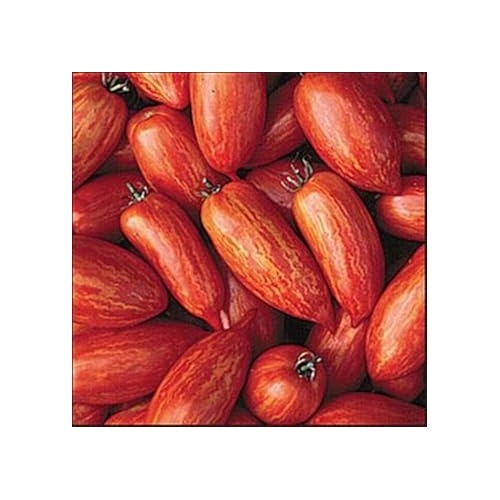Red Speckle Tomato Seeds for Planting [neera-v5-547993a60386c66d20bd]