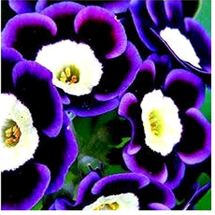 Blue Phantom Petunia Flower Seeds for Planting [neera-v5-548044b33af1df70c756]