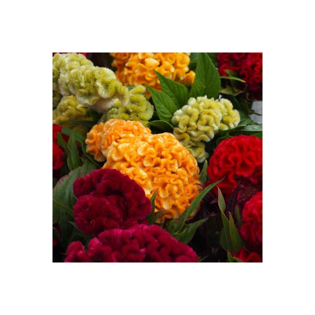 Pteris Pinnate Cockscomb Celosia Spicata Flower Flower Seeds for Home Garden Planting, Decorative [neera-v5-5491fc8a8a9d7e82d730]
