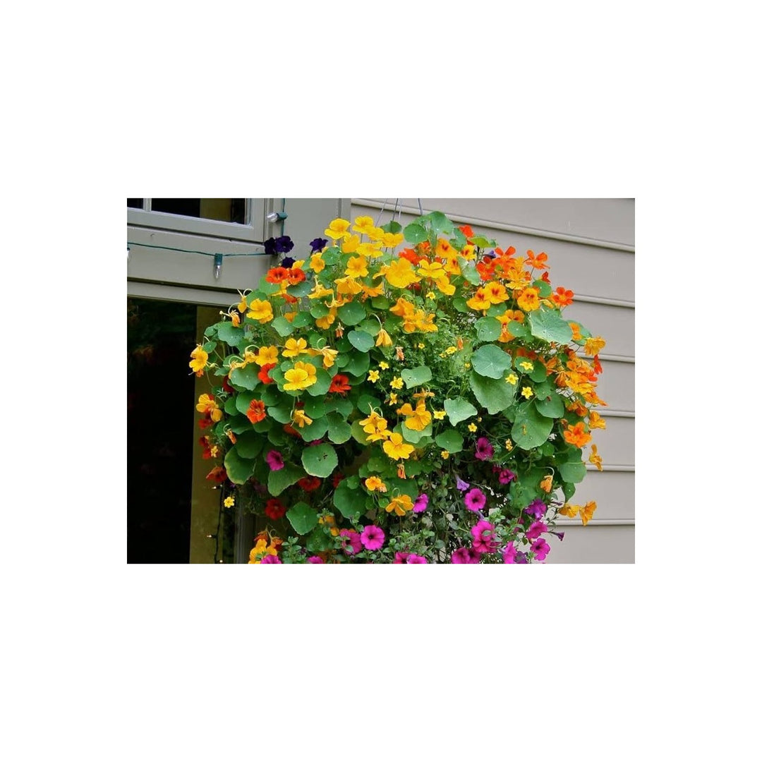 Heirloom Non Gmo Nasturtium Flower For Planting Mixed Color Edible Blooms For Garden Borders Flower [neera-v5-5495ad77b2478cda1156]
