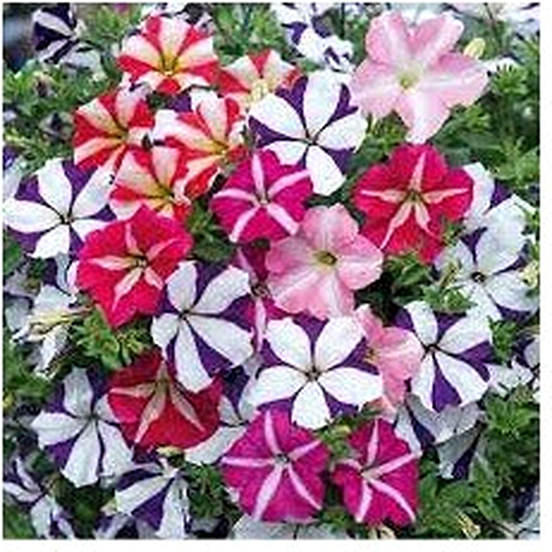Ultra Star Petunia Violacea Flower For Planting Heirloom Non Gmo Easy To Grow Garden Blooms Flower [neera-v5-549831f746b4a0c2748b]