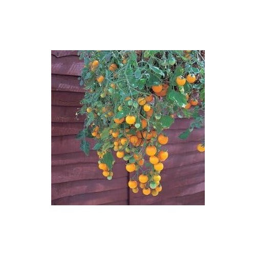 Yellow Tomato Seeds for Planting [neera-v5-54997179ba019f9f73b1]