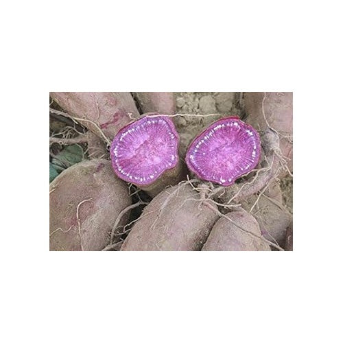 Purple Sweet Potato Seeds for Planting [neera-v5-54a5f1fd02dd5ba3726d]