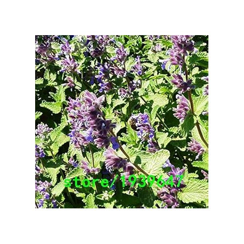 Organic Heirloom Non-GMO Purple Mint Flower Seeds [neera-v5-54b08e7c81eb58f3c1cc]