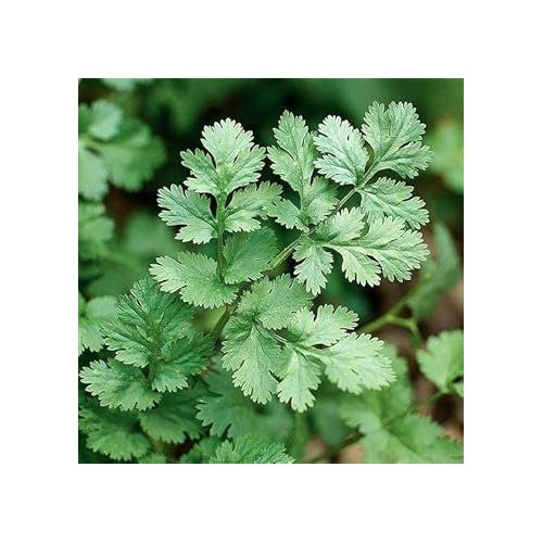Coriander Vegetable Seeds for Planting | Heirloom, Non-GMO, High Germination Organic Garden Seeds [neera-v5-54b7a5c6bf4ae356104b]