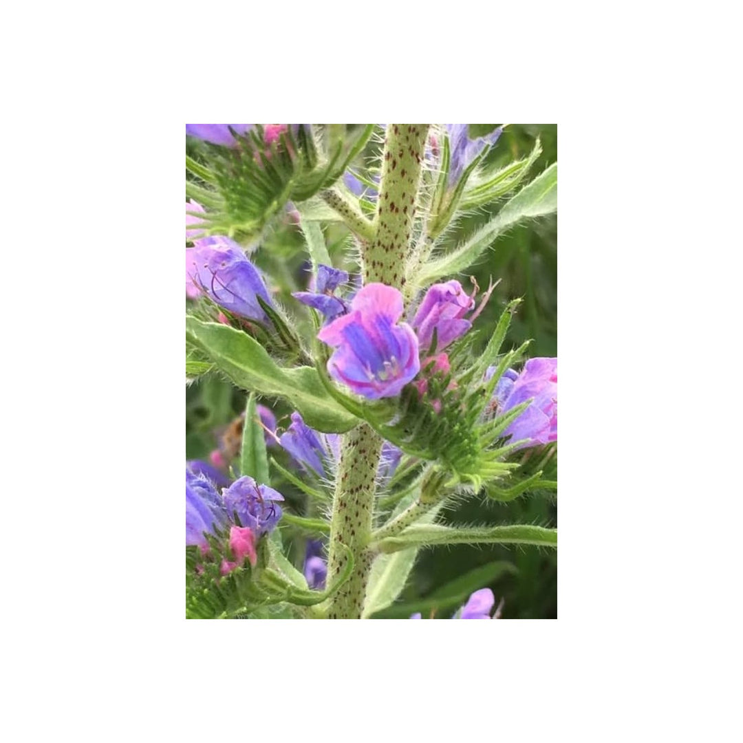 Viper S Bugloss Echium Vulgare Natternkopf Flower For Planting Great For Pollinator Gardens [neera-v5-54b7cfd0fc0705ec7fb0]