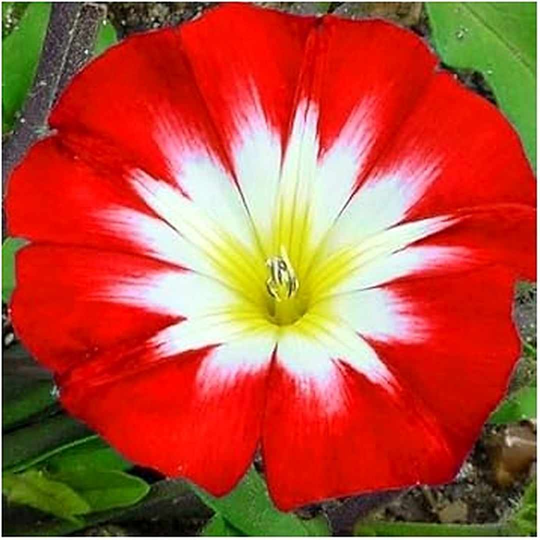Convolvulus Flower Seeds for Planting [neera-v5-54c163ecbb882361e58f]
