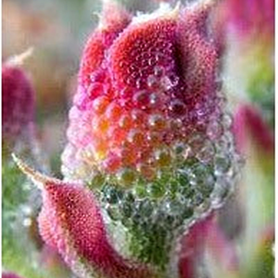 Iceplant Mesembryanthemum Crystallinum Seeds for Planting [neera-v5-54c42a2aad1f046a4a51]