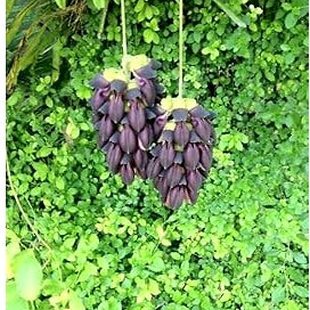 Heirloom Non-GMO Black Strongylodon Macrobotrys Flower Seeds for Garden Planting | High Germination Organic Garden Seeds [neera-v5-54d007c98cd54f73c767]