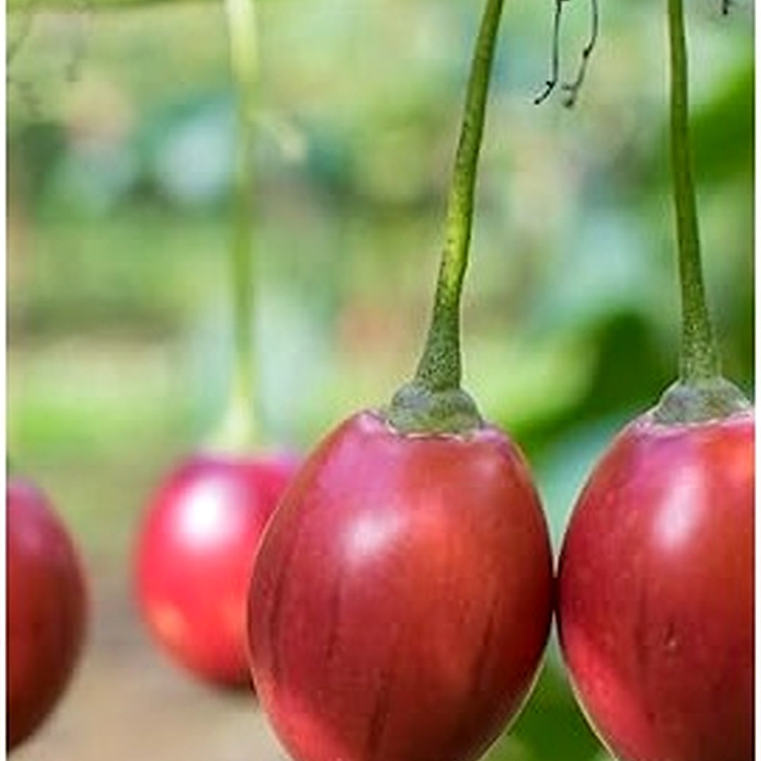 Cyphomandra Betacea Fruit Seed Set for Planting | Heirloom Non-GMO Organic Garden Seeds for Exotic Fruit Trees [neera-v5-54db0b13b278c501914b]