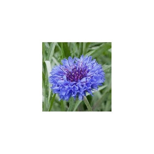 Blue Cornflower Seeds for Planting [neera-v5-54dc28e1f68102908bef]