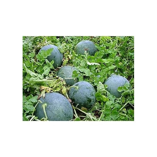 Red Watermelon Fruit Seeds for Planting [neera-v5-54e2a346e3bc701a91be]