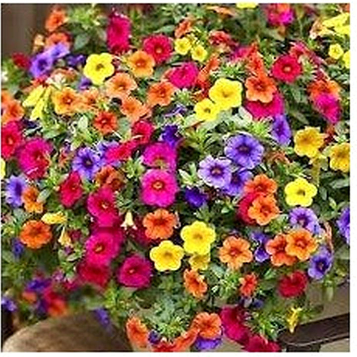 Mixed Hanging Petunia Flower Seeds for Planting [neera-v5-54e668b8d628d111a7b0]