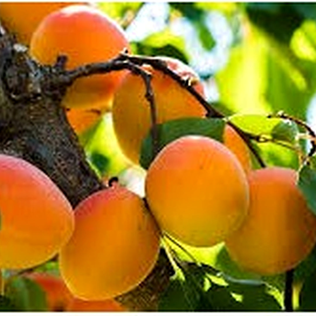 Moorpark Apricot Seeds [neera-v5-54f20e716f2abc0d149c]