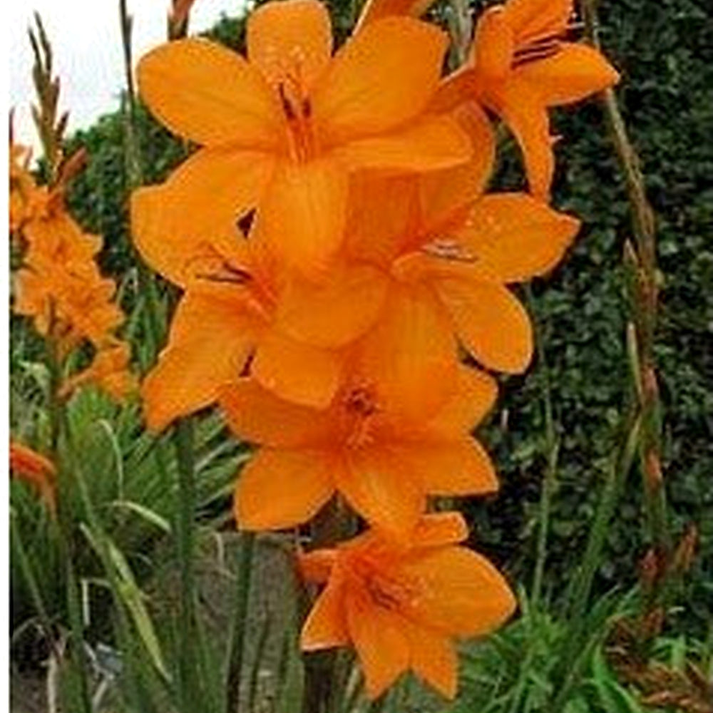 Bugle Lily Watsonia Pillansii Flower Seeds for Planting [neera-v5-54f232184dbc889d6c17]