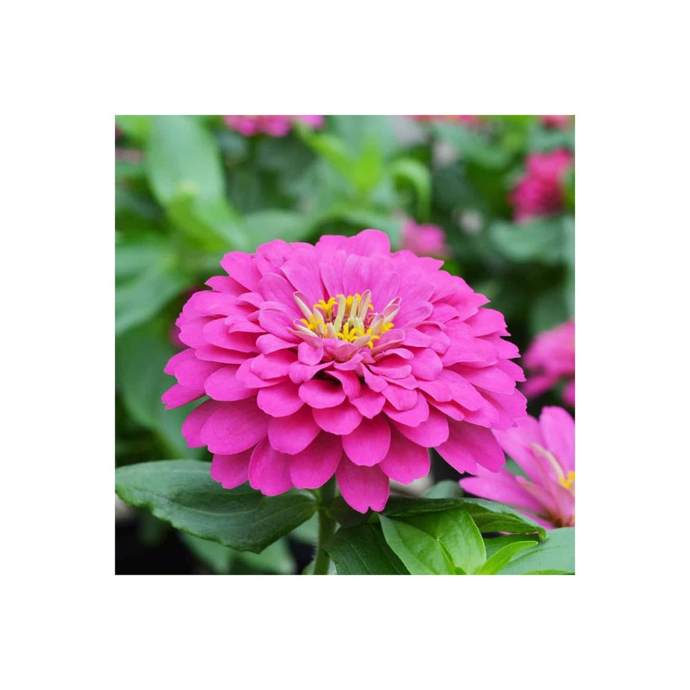 Pink Zinnia Flower Planting Vibrant Blooms Your Garden Non Gmo Flower Seeds Home Garden [neera-v5-54f711aece876522a746]