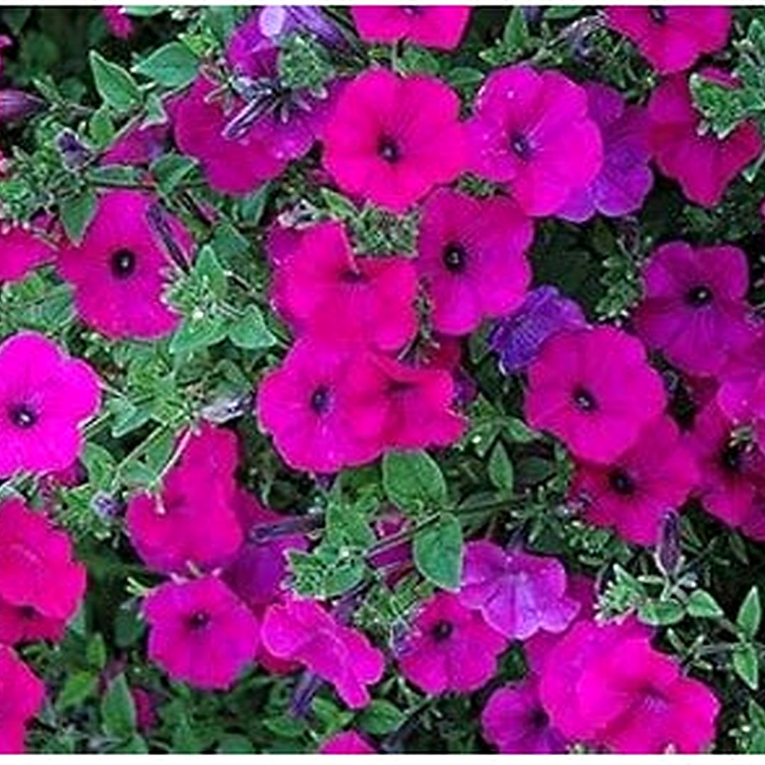 Pink Trailing Petunia Flower Seeds for Planting [neera-v5-54fdbbbef622a29ae128]