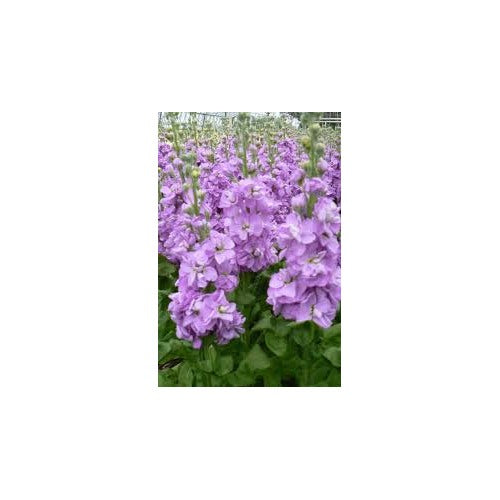 Organic Purple Mini Matthiola Flower Seeds for Planting [neera-v5-5514a0e6b4e8f0c5a0de]