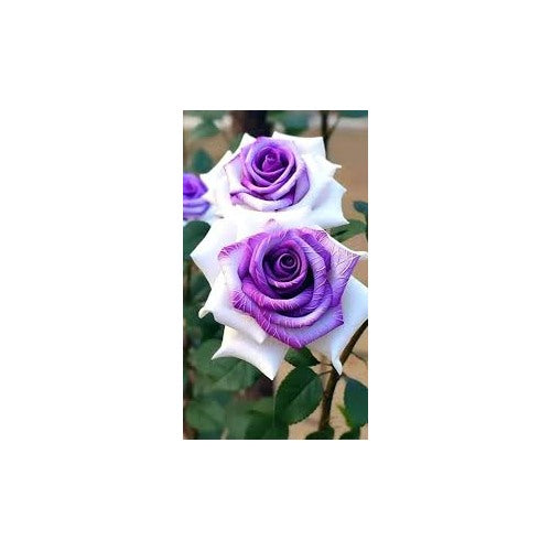 Violet White Rose Flower Seeds for Planting [neera-v5-551aca1b98286b68ac59]