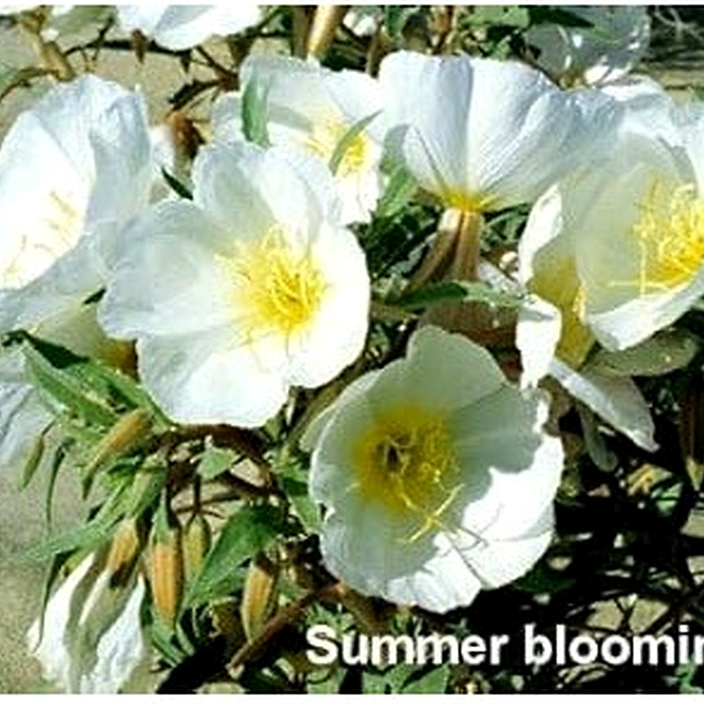 White Oenothera Seeds for Planting [neera-v5-551c632fd13e1035753e]