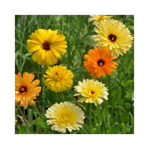 Pacific Beauty Mix Calendula Planting Heirloom Edible Flowers Free Ship Non Gmo Edible Flowers [neera-v5-551fc6e7e108cfb3c697]