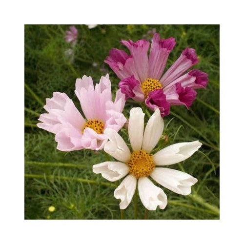 Seashells Cosmos Planting Non Gmo Free Ship Heirloom Flower Seeds Home Garden Planting, [neera-v5-553175b15b2b9a088719]
