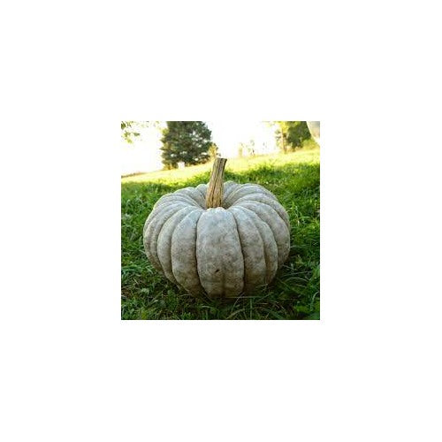 Jarrahdale Pumpkin Seeds for Planting [neera-v5-553a6529ec1fd049810b]