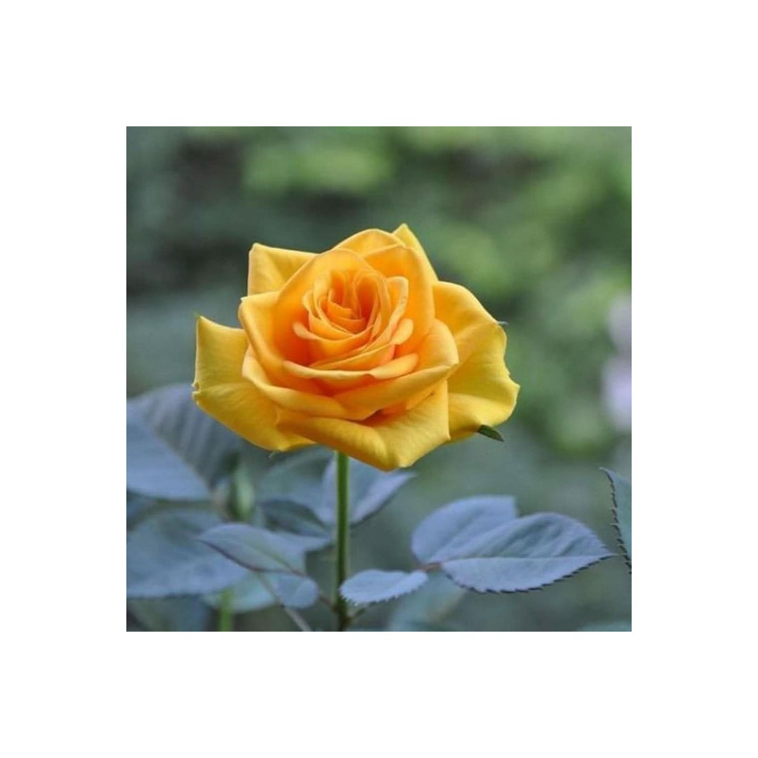 Yellow Rose Rosa Hybrida Flower For Planting In Backyard Gardening Indoor Pots Flower Seeds for [neera-v5-553dff5245dcacce9f51]