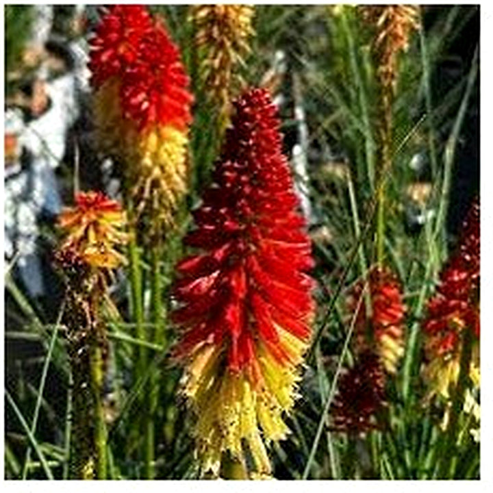 Fresh Caulescens Flower Seeds for Planting [neera-v5-55697c91ca69c4a52f55]