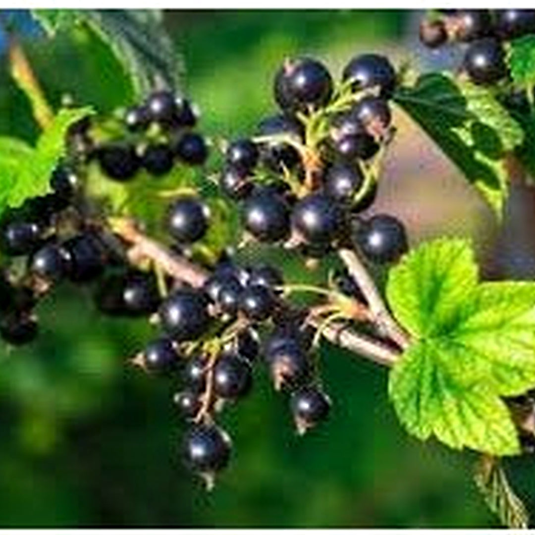 Johannisbeere Fruit Seeds for Planting [neera-v5-556d200feac30827f8bf]