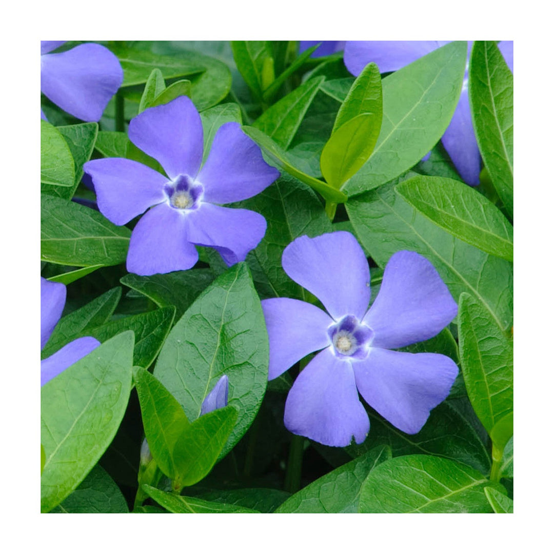 Blue Heirloom Non Gmo Vinca Flower Colorful Ground Cover And Garden Planting Flower Seeds [neera-v5-5570b2df8fad41e4cee3]