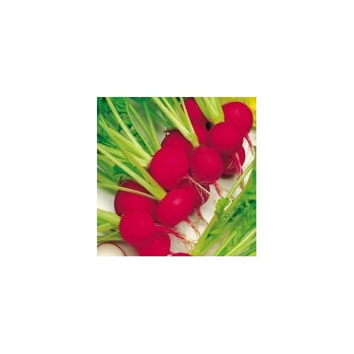 Red Radish Seeds for Planting [neera-v5-5581142ce64059879d1d]