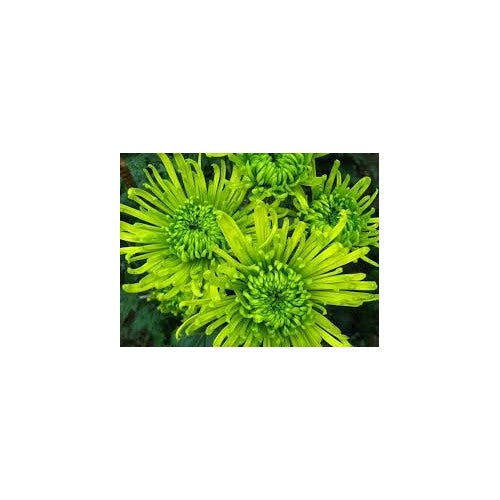 Organic Light Green Aster Flower Seeds for Planting [neera-v5-55814595e0b7de0d08b7]