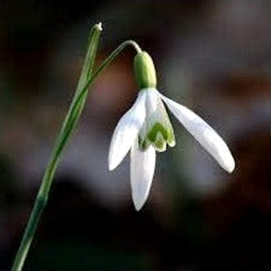 Galanthus Flower Seeds for Planting [neera-v5-55854af2f5a48d33fe67]