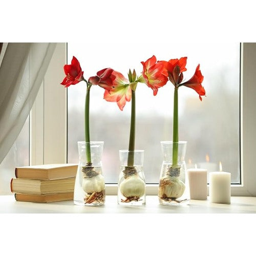 Amaryllis Hippeastrum Spp Flower For Planting In Indoor Pots Or Home Garden Flower Seeds for Home [neera-v5-55900601ba8ba6d852ca]