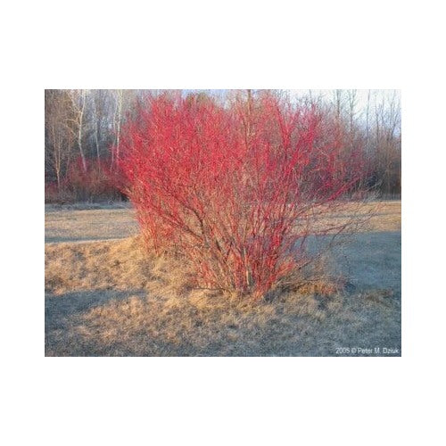 Red Twig Dogwood Cuttings Cornus Amomum Cut To Order Organic Heirloom Non Gmo Flower Seeds Home [neera-v5-5591493e250aa68bb8bf]