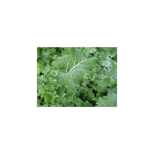 Walking Stick Kale Seeds for Planting [neera-v5-559918385422c16f221f]