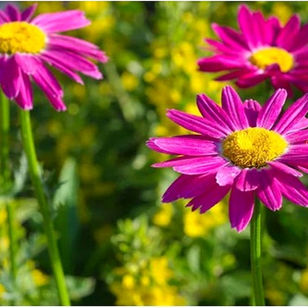 Heirloom Non-GMO Pink Pyrethrum Flower Seeds [neera-v5-559f50247ab341b96b86]