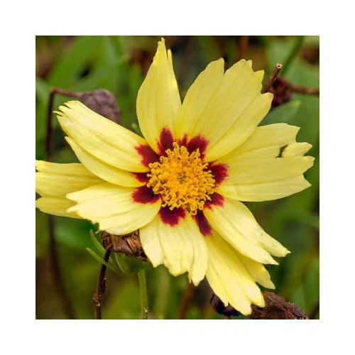 Cream Uptick Coreopsis Planting Coreopsis Tinctoria Annual Garden Flower Heirloom Non Gmo [neera-v5-55a0a3880a4f51cda760]