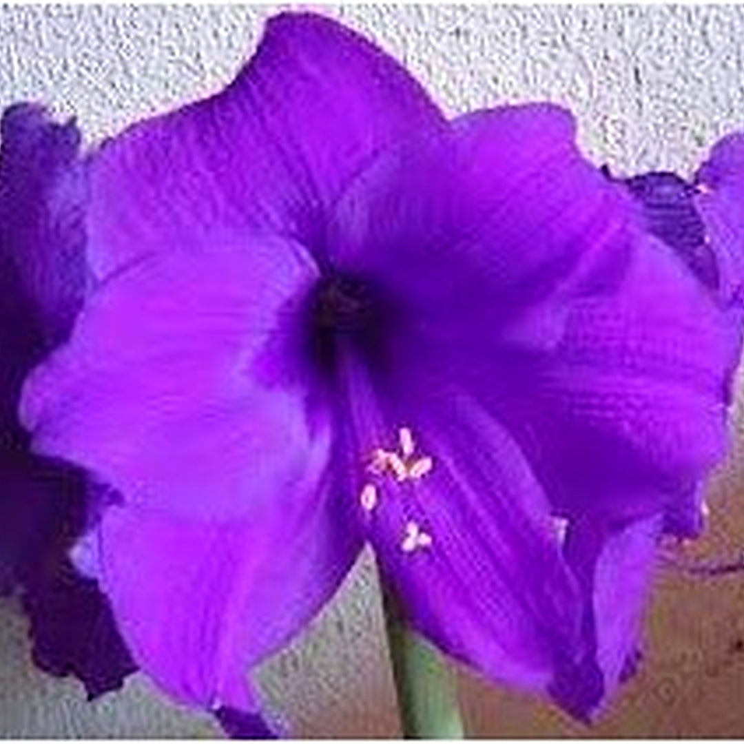 Amaryllis Flower Seeds for Planting [neera-v5-55a4d38df67f32abd9bf]
