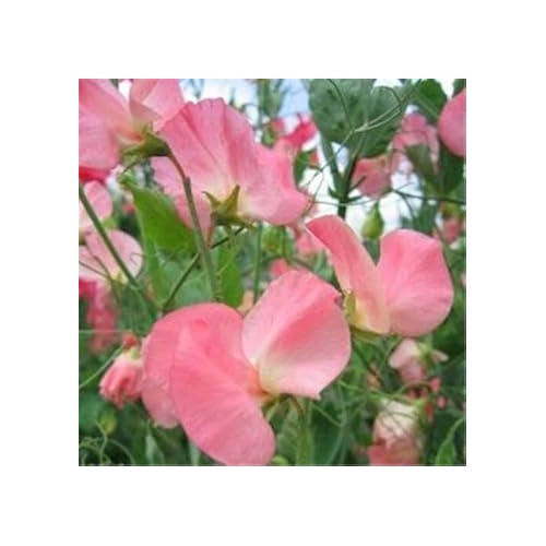 Heirloom Baby Pink Sweet Pea Flower Seeds for Planting [neera-v5-55a7589027a72e0d62d7]